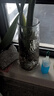 玻璃花瓶透明植物插花瓶水培容器大花瓶装饰客厅学生宿舍摆件 锥形水波纹花瓶1个装 实拍图
