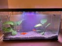 喜高超白玻璃鱼缸智能鱼缸免换水小型客厅水族箱一体式过滤氧气鱼缸 黑色-鱼缸+造景 485*225*283mm 实拍图