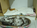 MAG【A2配方】羊奶粉猫 新生幼猫小猫猫咪宠物专用补钙羊奶粉300g/罐 实拍图