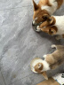 耐吉斯鲜肉夹心狗粮冻干生骨肉幼犬成犬老年犬益生菌鸭肉梨全价犬粮 1.5kg 实拍图