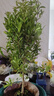 石榴花盆栽果树苗带果观赏可食用室内阳台四季开绿植盆景花卉旺宅 加仑盆+精品石榴花30-40cm高 含盆 实拍图
