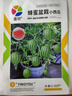 超甜蜂蜜小西瓜种子红玉无籽小西瓜四季种植阳台庭院盆栽水果种子 蜂蜜盆栽小西瓜种子（30天可吃） 高产良种：2包约80粒【新种 实拍图