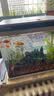 高级净水片净水王鱼缸水族箱净化水浑浊绿水脏除腥臭味过滤免换水 两瓶装【去除腥臭+净水质】安全无毒 实拍图