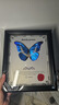 大蓝闪蝶标本【真蝴蝶标本】稀有进口天堂凤蝶摆件 光明女神闪蝶高定款 10寸框 实拍图