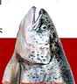 海泽鲜【4件免运】现切冰鲜三文鱼头鱼骨 边腩条 边角料 烧烤食材三文鱼 【现切鱼头】 400g -500g 实拍图
