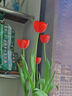 耘淘郁金香种球水培5度球花卉绿植种子土培植物水养盆栽室内室外耐寒 庄园红 红色印象5球+2包肥料 实拍图