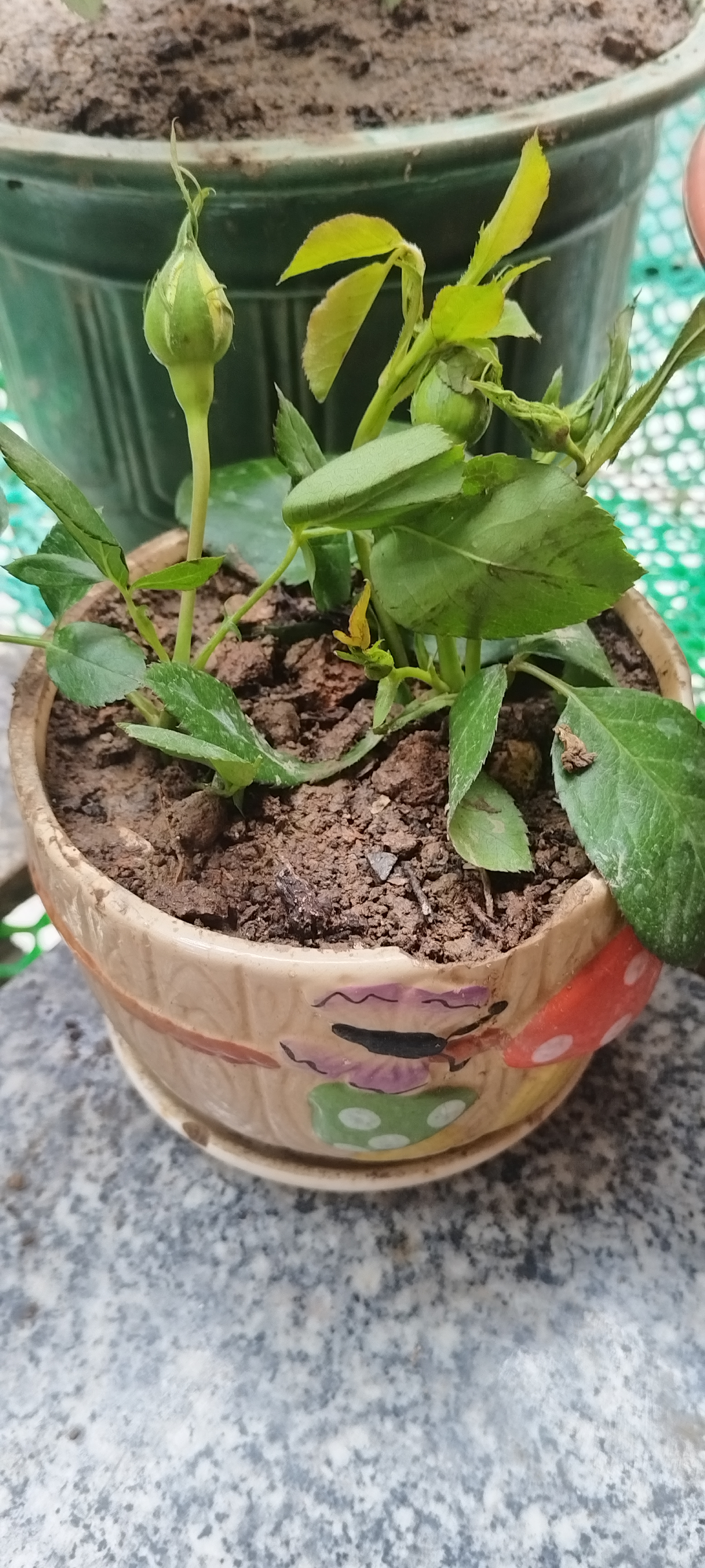 瑞典女王月季夏季耐晒灌木月季带花苞四季开花玫瑰大苗阳台庭院 金丝雀原盆原土发货中苗25cm左右 实拍图
