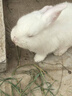 朗缤 兔子活体宠物兔活体新西兰肉兔公主兔小白荷兰侏儒活物兔子宠物 小白公主兔1只 实拍图