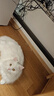 智宙猫咪衣服保暖秋冬季布偶猫背心绒衣宠物小型犬狗狗小猫幼猫防掉毛 高品质兔毛绒-粉色 XL (9-14斤内) 实拍图