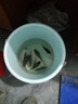 浮烟山短节鱼竿溪流竿超轻超硬超细野钓便携手杆鲫鱼竿 青龙28调6.3米 实拍图