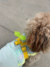 嬉皮狗摇摇乐狗狗牵引绳背心式小型犬宠物胸背狗链 L码 建议8-16斤 实拍图