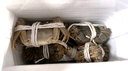 【活蟹】湖鲜阳澄 大闸蟹 去绳足重 2.5-2.8两 8只 鲜活六月黄现货超大螃蟹水产礼盒装 实拍图