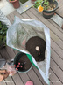 沃思林通用花土大包有机营养种菜养花种花专用种植土壤绿萝泥炭土思威博 40斤精制营养土养花专用型已杀菌 实拍图