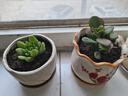 萌肉居多肉植物套装塑料石丸盆绿植盆栽5个肉+5个塑料石丸盆+土源头直发 实拍图