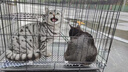 宠物托运服务全国上门猫咪空运狗狗飞机专车运输出国全球办理手续 实拍图