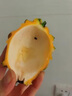 闽农语果燕窝果云南麒麟果(现摘)黄色火龙果金色白心当季新鲜水果整箱送礼 净重1.8斤精选装【单果2-3两】 团购/售后详询客服 实拍图