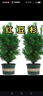 【加级耐寒】红豆杉树苗盆栽正宗曼地亚红豆杉室内外吸净化空气 一公一母70-80厘米2颗 实拍图