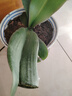 爱你一万年蝴蝶兰花苗带花剑带花苞盆栽兰花大苗客厅室内植物花卉四季好养活 小桃红带营养液 实拍图
