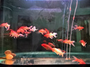 森森（SUNSUN）鱼缸灯led灯照明灯变色LED水族箱造景灯龙鱼灯潜水灯 【三色可变】98cm双排灯珠20W 实拍图