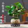 花翁小盼菩提盆栽带果盆景室内办公茶几桌面摆件中式禅意绿植源头直发 实拍图