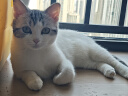 京东京造 生骨肉双拼全价猫粮-鸭肉生姜2kg 成幼猫冻干肠胃泪痕 实拍图