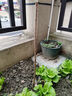 欧悟【买2颗送1颗】嫁接车厘子树苗大樱桃树苗盆栽果树苗木南北方种植 黑珍珠车厘子树苗 3年小苗试种【不参加2送1】 实拍图
