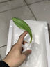 水培郁金香四季开花盆栽花卉植物客厅绿植花卉大全养不死 粉罗门小红书爆款 单色一棵实发一个白不送盆不送彩石 实拍图