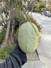 现货正宗保甜当季新鲜水果脆甜晓蜜哈密瓜 精选1.5--2斤（1颗装） 实拍图