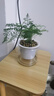 水培植物绿植盆栽室内客厅办公室桌面小盆景花卉绿萝发财树好养活 【文竹】+简欧透明吸水盆 实拍图