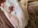 那非普沐浴露宠物洗澡液 猫咪狗狗皮肤问题猫狗专用洗澡浴液 那菲普喷剂 犬猫通用 皮肤抑菌洗液+喷剂套装 实拍图