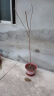 玉兰花树苗四季开花大型庭院红黄白紫玉兰树苗广玉兰花苗绿化苗木 紫玉兰 2cm粗【1.2-1.3米高带土球发货】 实拍图