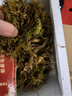 新鲜人参  长白山现挖 东北带土鲜参 人叁煲汤泡水泡酒料 鲜人参250g（10-15根） 实拍图