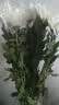 新鲜采摘大菊花优质黄白菊花广州站点直情人节礼物春节装饰鲜花 白色大菊50公分10枝 实拍图