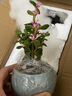 开时果 金枝玉叶盆栽多肉植物盆景 办公室内桌面花卉小绿植源头直发包邮 【丛生款】浅蓝圆陶盆+苔藓+底托 实拍图