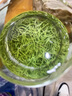 安纯绿茶碧螺春2025新茶苏州特级明前头采花果香嫩芽春茶叶礼盒送礼品 【京仓直送】明前头采碧螺春250g 实拍图