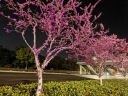 维多利亚的秘密（Victoria's Secret）PINK 夏季舒适无痕3A抗菌抑菌LOGO中腰包臀内裤三角裤女 2ODJ银灰色-光面款 11247228 1条 S 实拍图