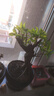 红梅盆景老桩盆栽原生梅花植物盆栽室内绿植耐寒浓香型乌梅不含盆 红梅5年盆景（今年冬天开花） 实拍图
