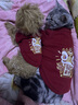 派乐特猫咪衣服拜年服冬季防掉毛新年宠物狗狗小型犬加绒保暖过年圣诞S 实拍图