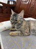 多可特狗窝凉席夏季狗窝猫垫子猫窝狗垫子藤编猫咪窝地垫宠物床宠物冰垫 凉席款,70*50CM 实拍图