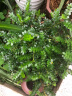 开时果 正宗胡椒木盆栽清香型 桌面植物苗防驱蚊草绿植盆景源头直发包邮 【6年大苗】原土发货2棵+肥料 实拍图