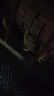 鹌鹑活鸟苗天天下蛋繁殖鹌鹑幼苗活物养小鸡苗黄羽沙维鹌鹑鸡活体 2公6母【精品繁殖组】 实拍图