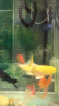 森森 鱼缸潜水泵CQJ-1200G款20W  净水增氧过滤三合一过滤水泵 实拍图