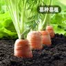 凤鸣雅世手指迷你小胡萝卜种籽四季蔬菜种孑菜籽菜种小脆甜胡萝卜种子10克 实拍图
