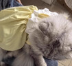 阿莫尔猫咪裙子夏季薄款猫咪衣服可爱粉色南瓜裙布偶蓝猫宠物狗狗公主裙 黄色 M 建议5-8斤  背长25cm 实拍图