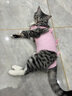 MIFLAME猫咪绝育服公猫母猫术后恢复防舔衣断奶戒奶服薄款防脱设计M码 粉红色 m码（6-12斤） 实拍图
