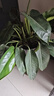 大叶金钻绿叶子大型绿植室内外栽种四季好养四季常绿礼客厅绿植 大叶金钻大盆70-80厘米高度 5颗 不含盆 实拍图
