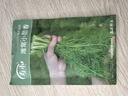寿禾 小香芹菜种子苗四季盆栽种植蔬菜种籽 潍丰香洋香芹种子12g 实拍图