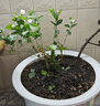 【净化空气】茉莉花盆栽浓香型土培室内水培驱蚊四季好养绿植花卉 新手养：清香淡雅【4颗茉莉】15天开花 四季开花【驱蚊浓香A级茉莉花】 实拍图