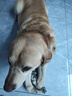 力狼狗粮 全价成犬粮 博美泰迪金毛阿拉斯加边牧大中小犬型粮 【超值囤货】通用型成犬粮20kg 实拍图