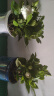 绿有意绿植盆栽多肉花卉盆栽植物室内桌面水培绿植办公室客厅植物懒人 6盆自选】植物和盆颜色请备注 实拍图
